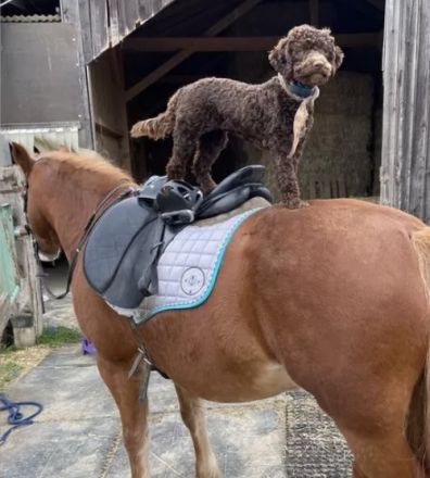 Lagotto Romagnolo