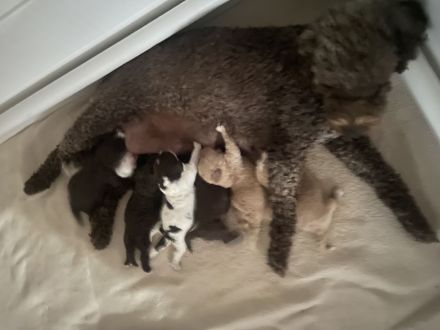Lagotto Romagnolo