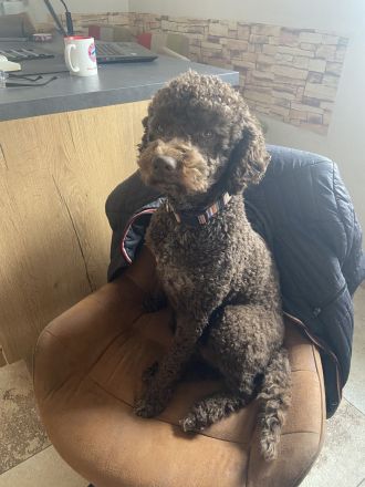 Lagotto Romagnolo