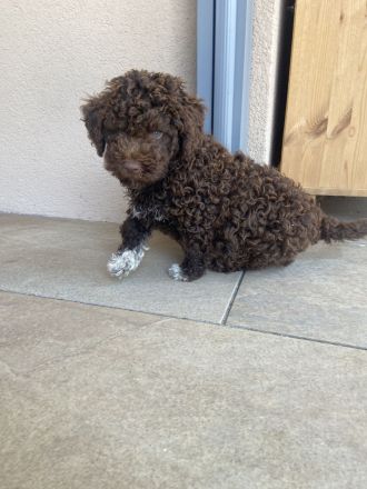 Lagotto Romagnolo