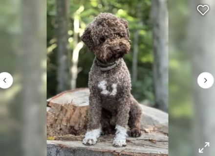 Lagotto Romagnolo