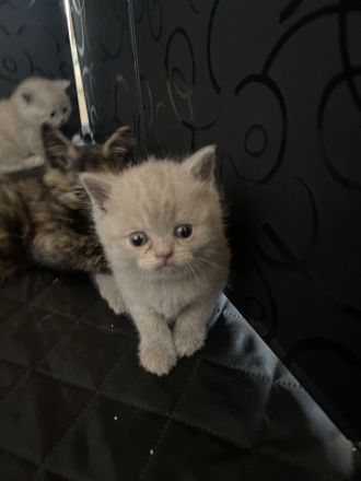 BKH Kitten vollständig geimpft