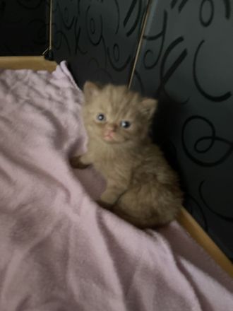 BKH Kitten vollständig geimpft