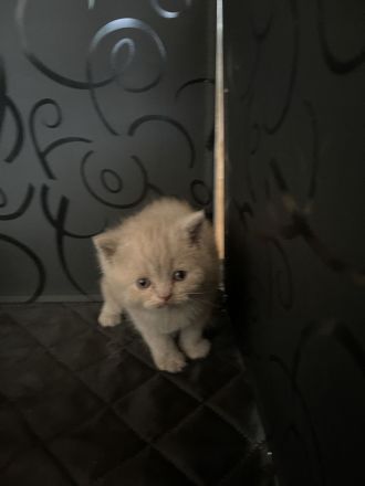 BKH Kitten vollständig geimpft