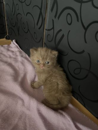 BKH Kitten vollständig geimpft