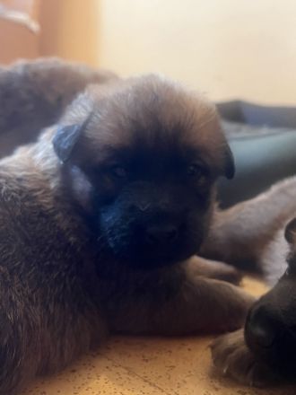 Malinois Deutsche schäferhund welpen