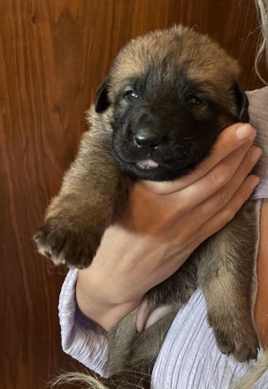 Malinois Deutsche schäferhund welpen