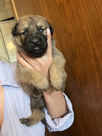 Malinois Deutsche schäferhund welpen