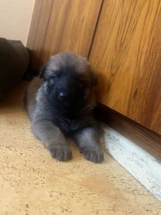 Malinois Deutsche schäferhund welpen