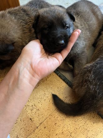 Malinois Deutsche schäferhund welpen