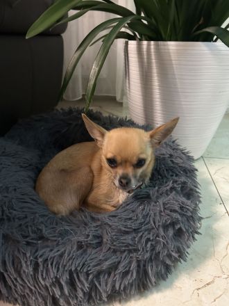 Chihuahua Welpen
