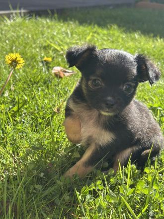 Chihuahua Welpen