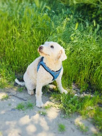 Pudelmix Emma sucht Körbchen