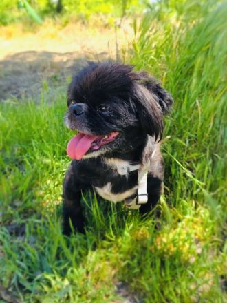 Pekinese Graf Alex