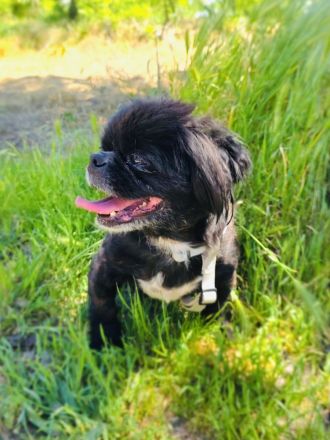 Pekinese Graf Alex