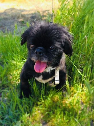 Pekinese Graf Alex