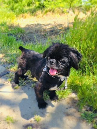 Pekinese Graf Alex