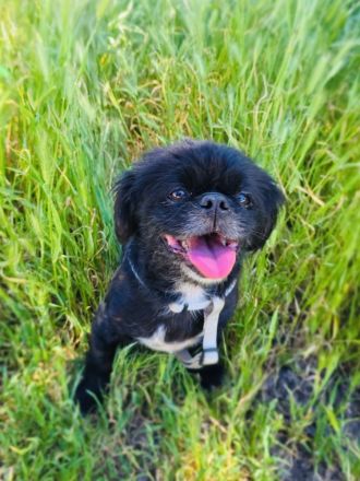 Pekinese Graf Alex