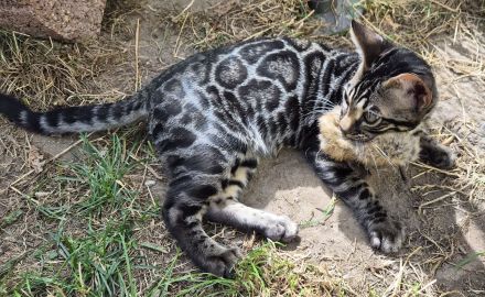 Wunderschöne clouded Kitten (männlich) mit Papieren, Champion Eltern mit Tests inkl. HCM Schall