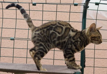 Wunderschöne clouded Kitten (männlich) mit Papieren, Champion Eltern mit Tests inkl. HCM Schall