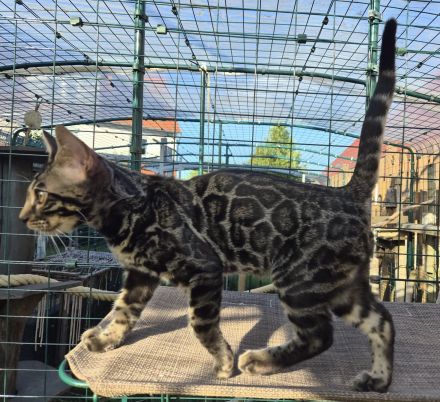 Wunderschöne clouded Kitten (männlich) mit Papieren, Champion Eltern mit Tests inkl. HCM Schall