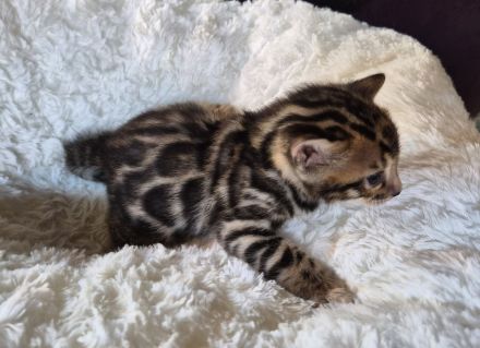 Außergewöhnliche Bengal Kitten (männlich) mit Champion Eltern in Clouded Zeichnung