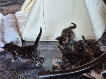 Außergewöhnliche Bengal Kitten (männlich) mit Champion Eltern in Clouded Zeichnung