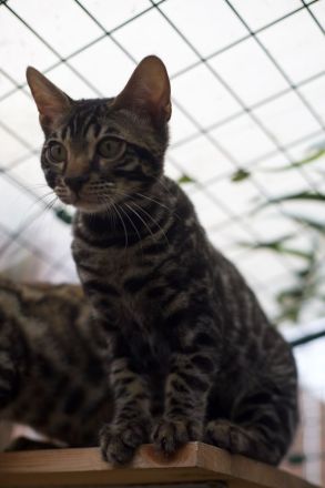 Wunderschöne clouded Kitten (männlich) mit Papieren, Champion Eltern mit Tests inkl. HCM Schall