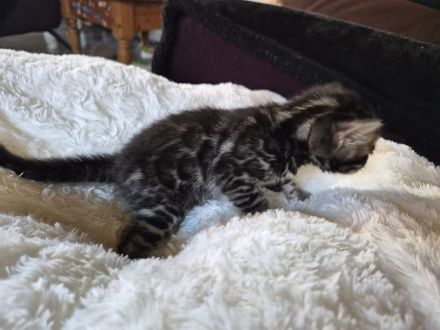 Außergewöhnliche Bengal Kitten (männlich) mit Champion Eltern in Clouded Zeichnung