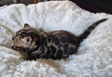 Außergewöhnliche Bengal Kitten (männlich) mit Champion Eltern in Clouded Zeichnung