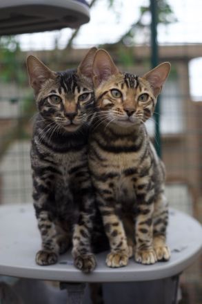 Wunderschöne clouded Kitten (männlich) mit Papieren, Champion Eltern mit Tests inkl. HCM Schall