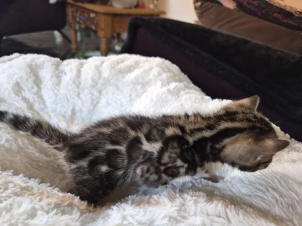 Außergewöhnliche Bengal Kitten (männlich) mit Champion Eltern in Clouded Zeichnung