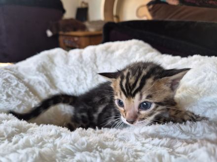 Außergewöhnliche Bengal Kitten (männlich) mit Champion Eltern in Clouded Zeichnung