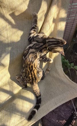 Wunderschöne clouded Kitten (männlich) mit Papieren, Champion Eltern mit Tests inkl. HCM Schall