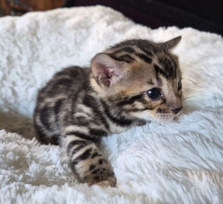 Außergewöhnliche Bengal Kitten (männlich) mit Champion Eltern in Clouded Zeichnung
