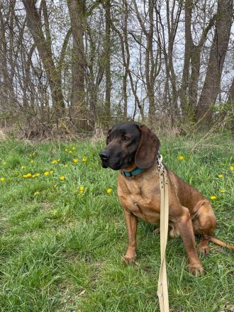 Bayrischer Gebirgsschweißhund