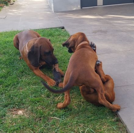 Bayrischer Gebirgsschweißhund