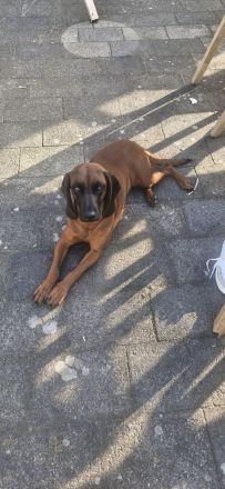 Bayrischer Gebirgsschweißhund