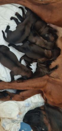 Bayrischer Gebirgsschweißhund