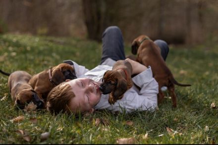 Bayrischer Gebirgsschweißhund