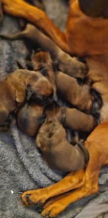 Bayrischer Gebirgsschweißhund