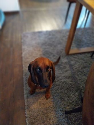 Bayrischer Gebirgsschweißhund