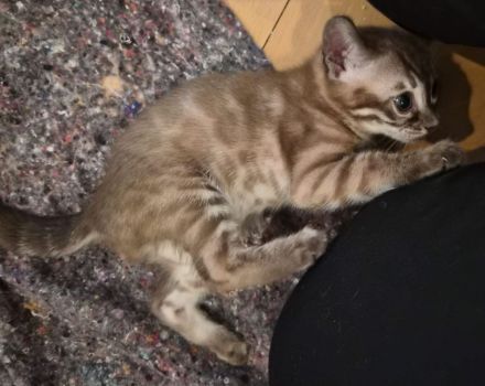 Außergewöhnliche Charcoal Bengal Kitten mit Champion Eltern (weiblich)