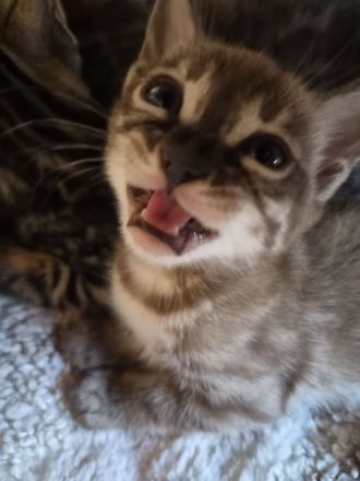 Außergewöhnliche Charcoal Bengal Kitten mit Champion Eltern (weiblich)