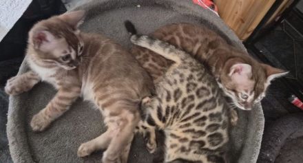 Außergewöhnliche Charcoal Bengal Kitten mit Champion Eltern (weiblich)