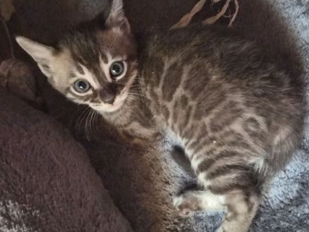 Außergewöhnliche Charcoal Bengal Kitten mit Champion Eltern (weiblich)