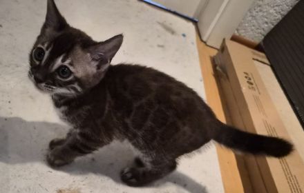Außergewöhnliche Charcoal Bengal Kitten mit Champion Eltern (weiblich)