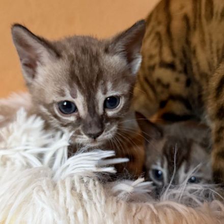 Außergewöhnliche Charcoal Bengal Kitten mit Champion Eltern (weiblich)