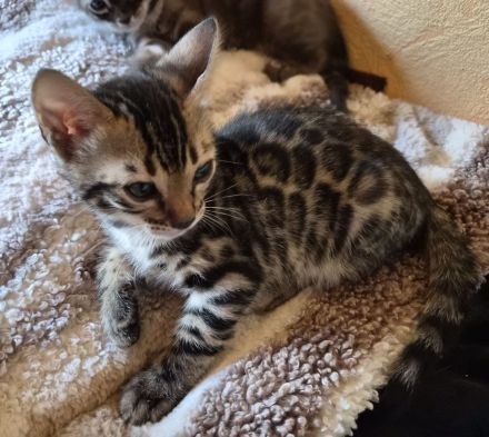 Bildhübsches braunes Bengal Mädchen mit Champion Papa