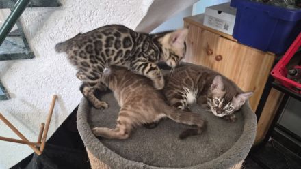 Bildhübsches braunes Bengal Mädchen mit Champion Papa